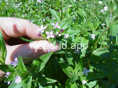 willowweed, American