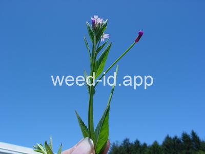 willowweed, American
