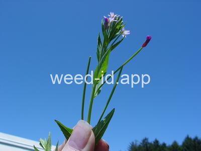 willowweed, American