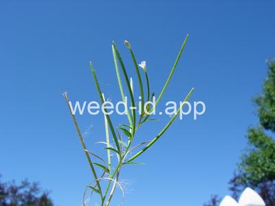 willowweed, American