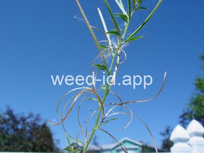 willowweed, American