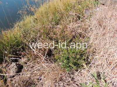 willowweed, American
