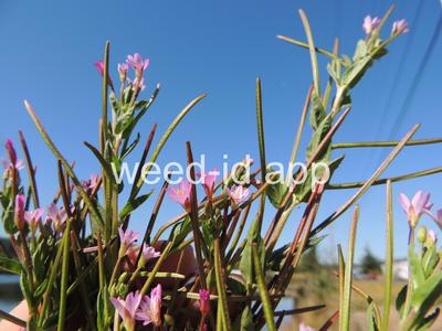 willowweed, American