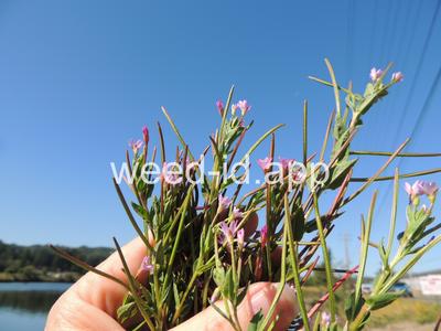 willowweed, American