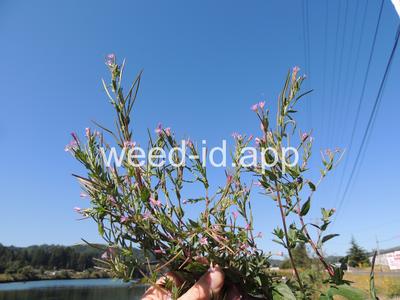 willowweed, American