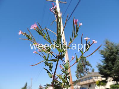willowweed, American