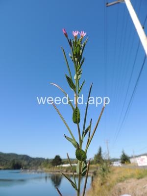 willowweed, American