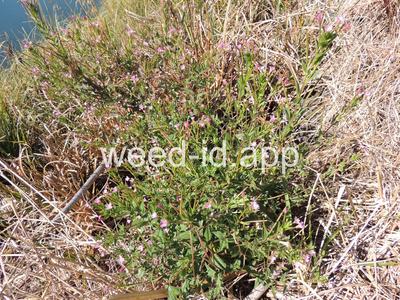 willowweed, American