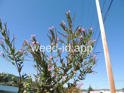 willowweed, American