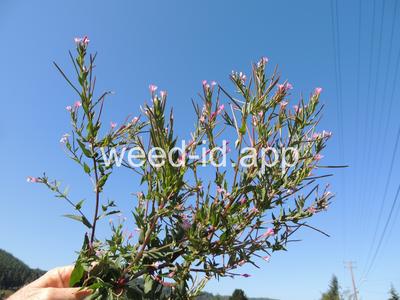 willowweed, American