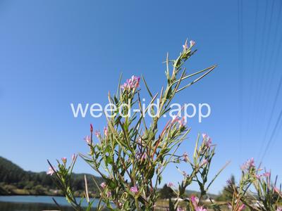 willowweed, American