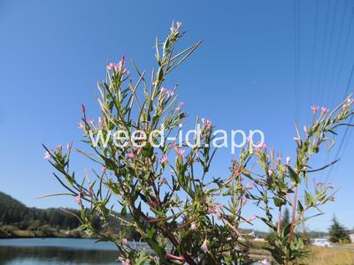 willowweed, American