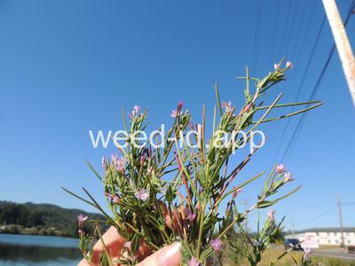 willowweed, American