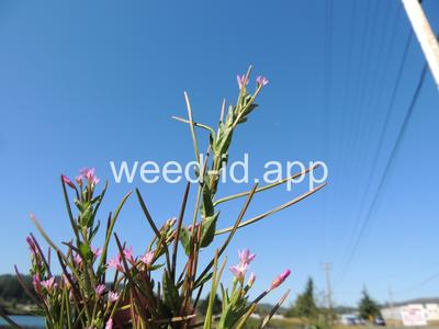 willowweed, American