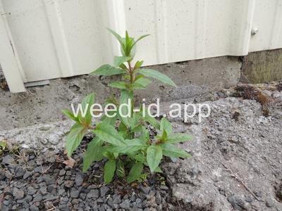 willowweed, American