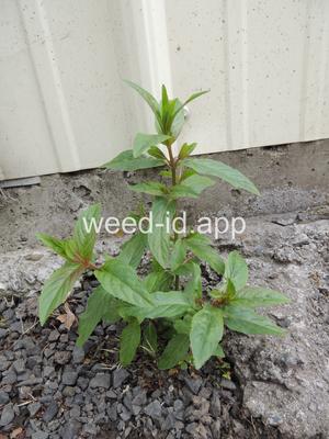 willowweed, American