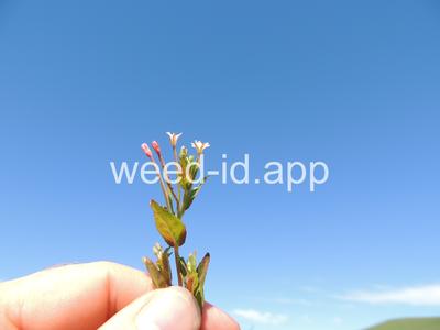 willowweed, American