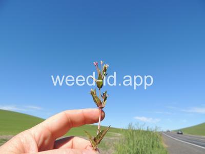 willowweed, American