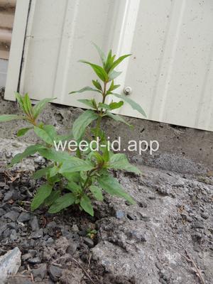 willowweed, American