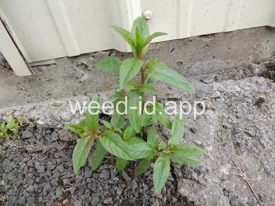 willowweed, American