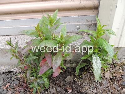 willowweed, American