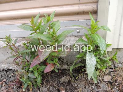 willowweed, American