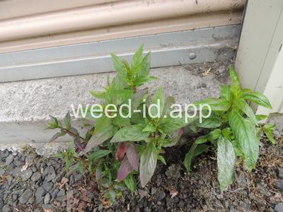 willowweed, American