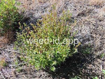 willowweed, American