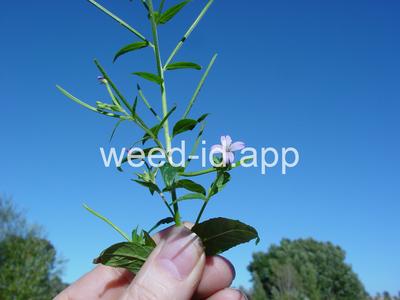 willowweed, American