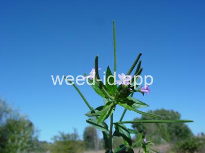 willowweed, American