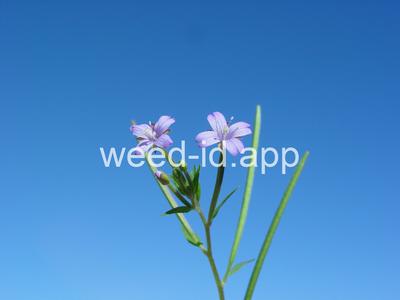 willowweed, American