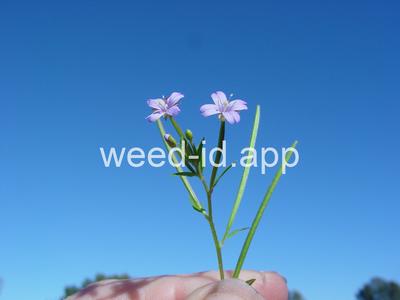 willowweed, American