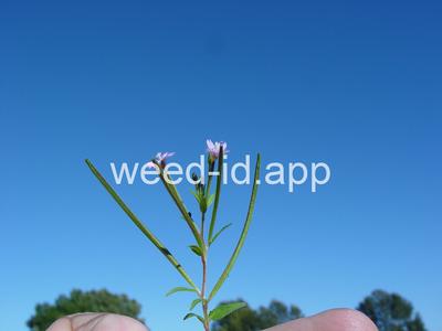 willowweed, American