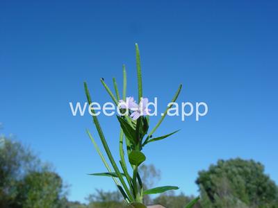 willowweed, American