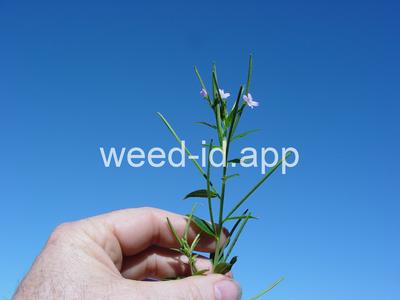 willowweed, American