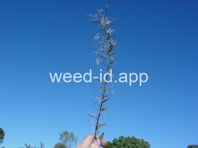 willowweed, American