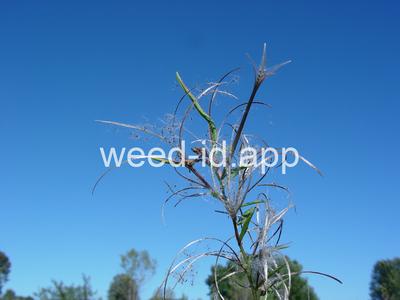 willowweed, American