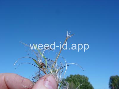 willowweed, American