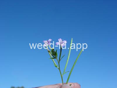 willowweed, American