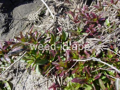 willowweed, American