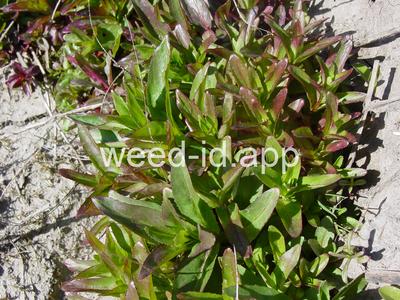 willowweed, American