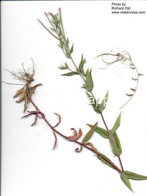 willowweed, American