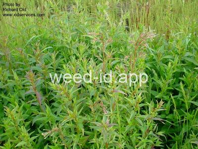 willowweed, American