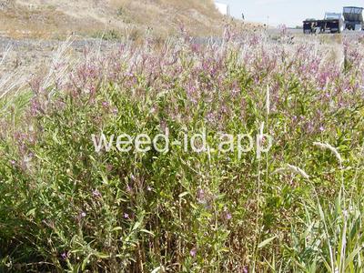 willowweed, hairy