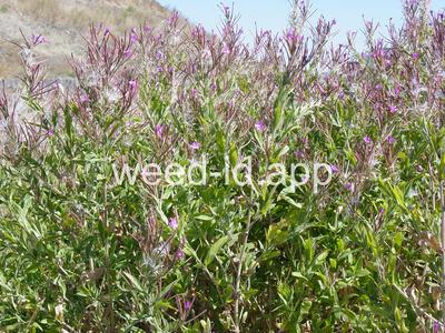 willowweed, hairy
