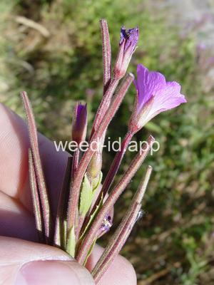 willowweed, hairy