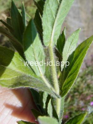 willowweed, hairy