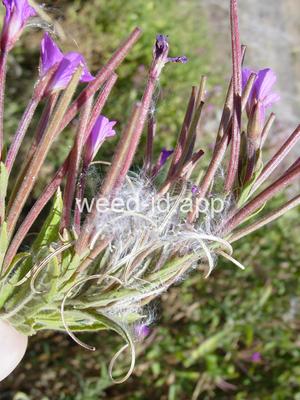 willowweed, hairy