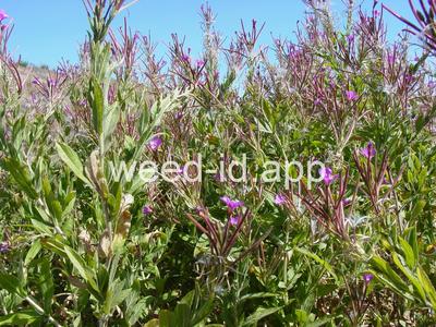 willowweed, hairy