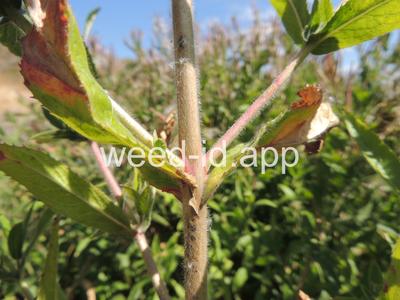 willowweed, hairy